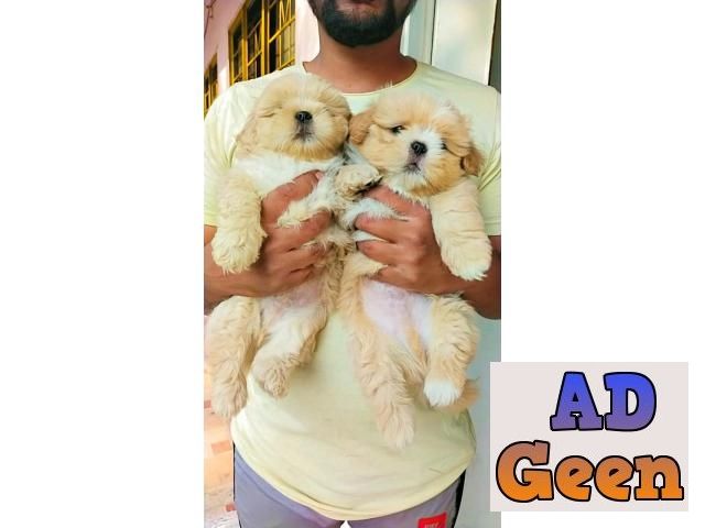 used Lhasa apso Puppies for sale for sale 